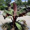 Banana Tree, Abyssinian