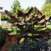 Banana Tree, Abyssinian