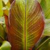 Banana Tree, Abyssinian