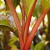 Banana Tree, Abyssinian