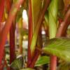 Banana Tree, Abyssinian