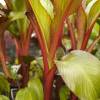 Banana Tree, Abyssinian