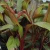 Banana Tree, Abyssinian