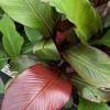 Banana Tree, Abyssinian