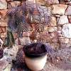 Silk tree 'Chocolate Fountain'