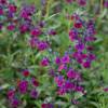 Sage, Violette de Loire  'barsal'