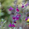 Sage, Violette de Loire  'barsal'