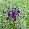 Sage, Violette de Loire  'barsal'