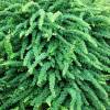 Barberry, 'Green carpet'