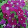 Clematis 'Rouge cardinal'