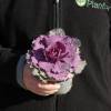 Ornamental Cabbage