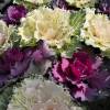 Ornamental Cabbage