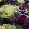 Ornamental Cabbage