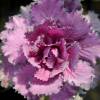 Ornamental Cabbage