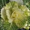 Ornamental Cabbage