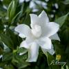 Gardenia 'Celestial Star'