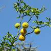 Trifoliate orange