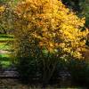 Trifoliate orange