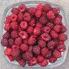 Japanese Wineberry, Wine Raspberry