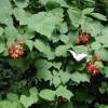 Japanese Wineberry, Wine Raspberry