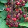 Japanese Wineberry, Wine Raspberry