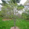 Yellowhorn, Chinese Flowering Chestnut