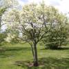 Yellowhorn, Chinese Flowering Chestnut