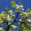 Yellowhorn, Chinese Flowering Chestnut