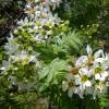 Yellowhorn, Chinese Flowering Chestnut