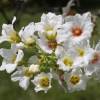 Yellowhorn, Chinese Flowering Chestnut