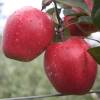 Apple tree, Red flesh