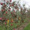 Apple tree, Red flesh