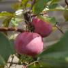 Apple tree, Red flesh