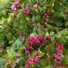 Snowberry 'Magic Berry'