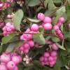 Snowberry 'Magic Berry'