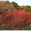 Forest edge for moist and acid soil