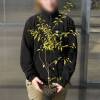 Forest edge for moist and acid soil