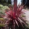 Cordyline 'Red Star'