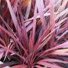 Cordyline 'Red Star'