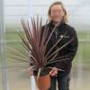 Cordyline 'Red Star'