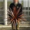 Cordyline 'Red Star'