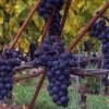 Vine, Grape with blue grapes