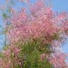 Tamarisk, Summer Pink