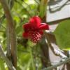 Schisandra, Magnolia Vine