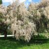 Tamarisk, Summer White