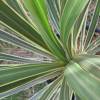 Cordyline 'Torbay dazzler'