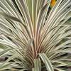 Cordyline 'Torbay dazzler'