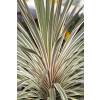 Cordyline 'Torbay dazzler'