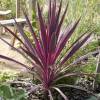 Cordyline, pink