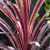 Cordyline, pink